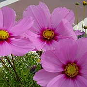 Picture 028